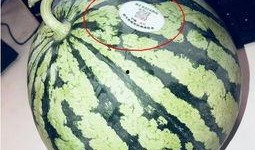 藏区网红吃瓜,揭秘网红圈背后的故事